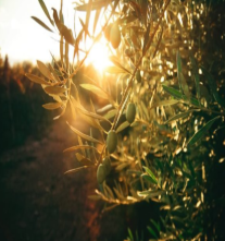 Screenshot_2026-07-01_122222.png